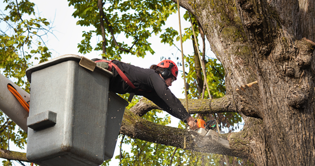 tree trimming vs arborist