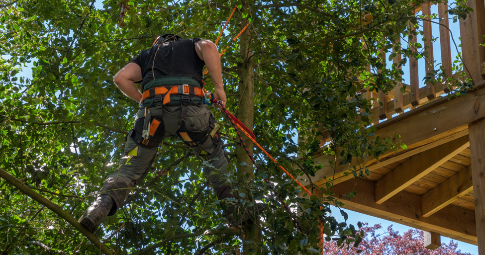 tree trimming vs arborist