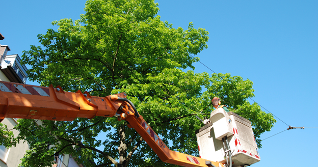 tree trimming vs arborist